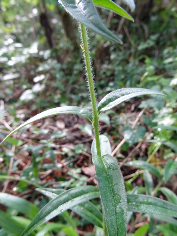 Aegonychon purpurocaeruleum (= Buglossoides purpurocaerulea) - Boraginaceae